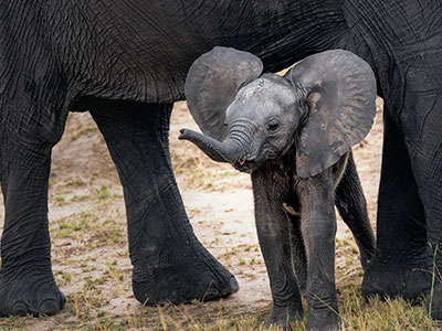 Baby elephant