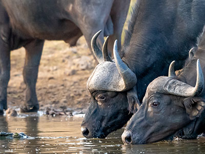 Buffalo at watering hole