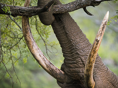 Elephant trunk