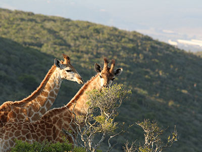 Giraffe