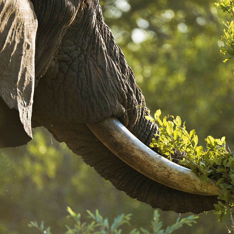 The Community Conservation Fund Africa