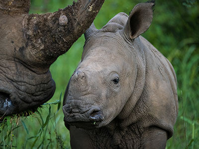 Baby rhino