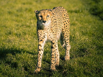 Cheetah