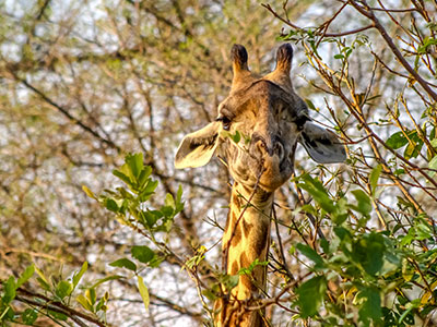Giraffe