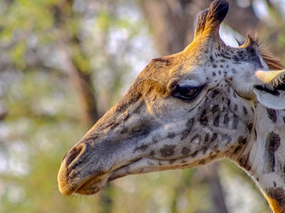 Giraffe profile