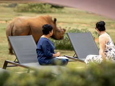Rhinos around pool
