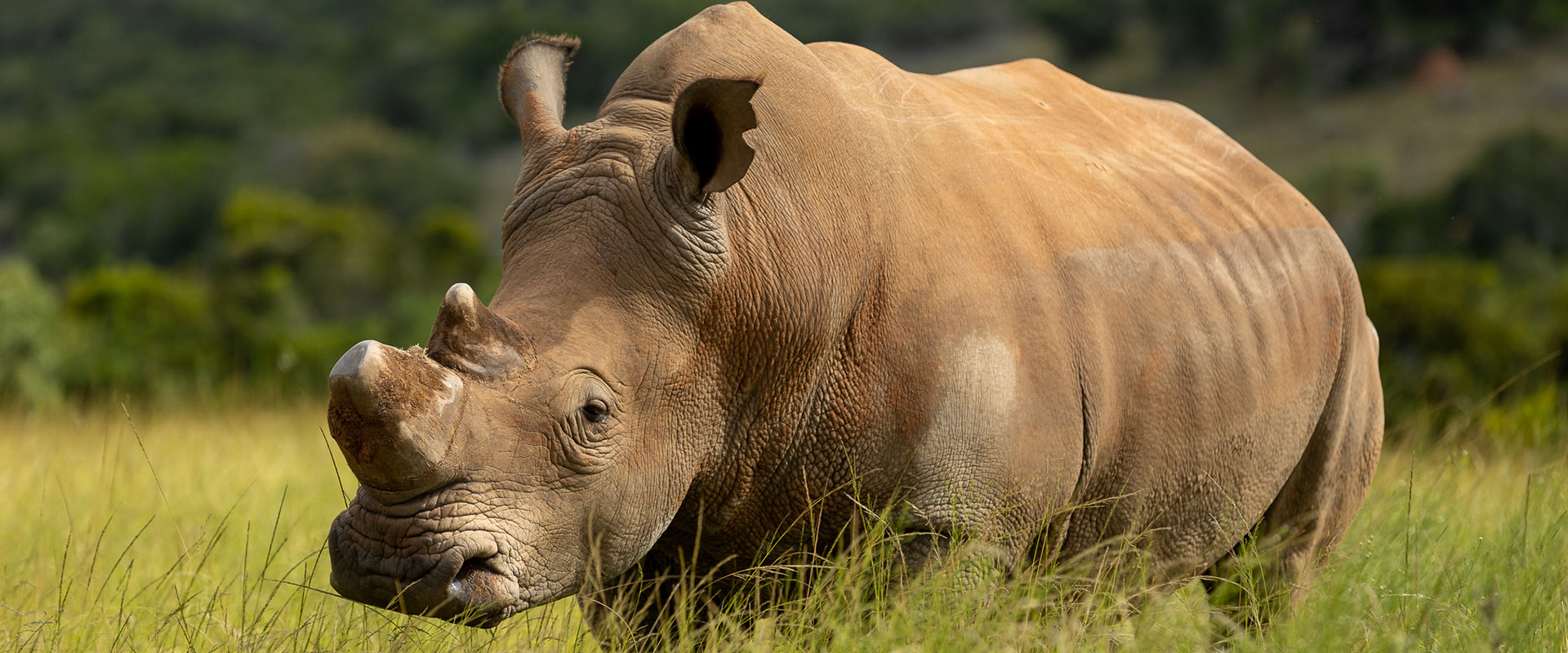 Skydance Lifestyle | Skydance Safaris