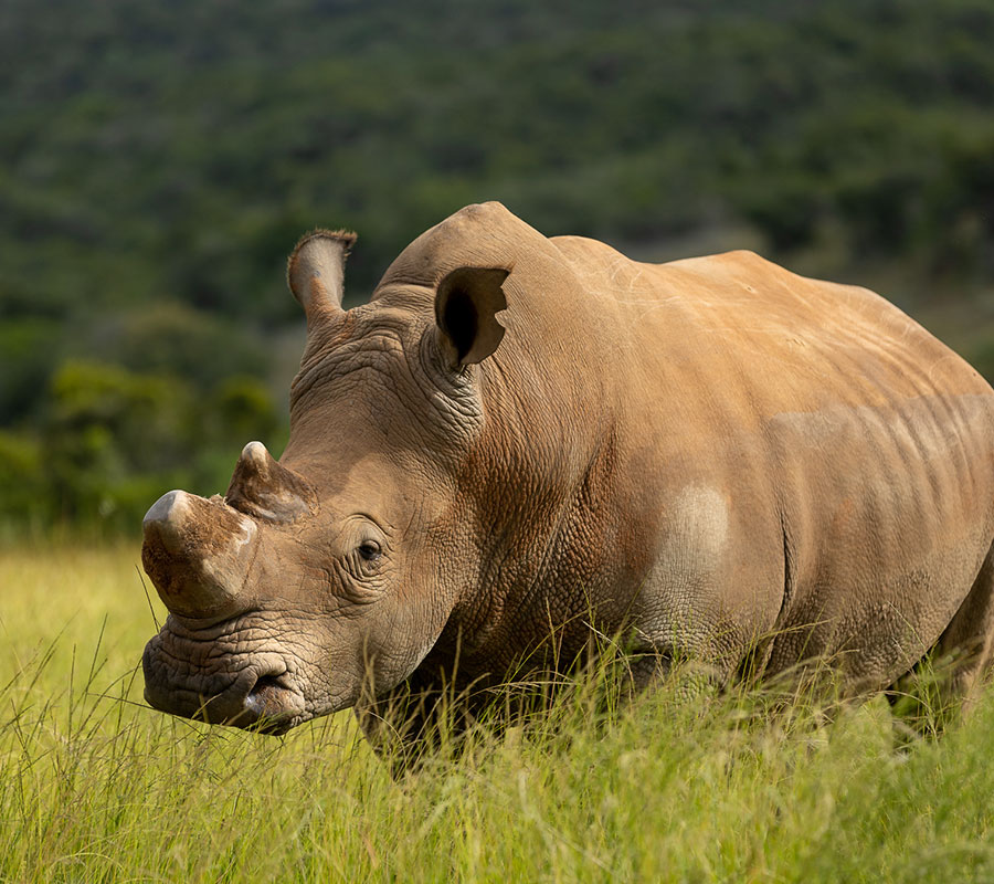 Skydance Lifestyle | Skydance Safaris